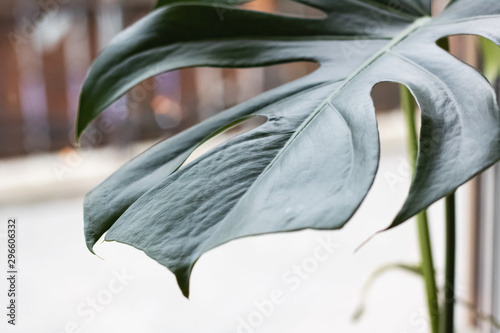 Large green leaf of home plant closep photo