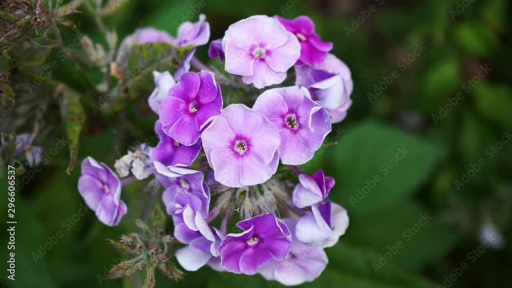 beautiful purple flowers on a plant beautiful purple flowers on a plant