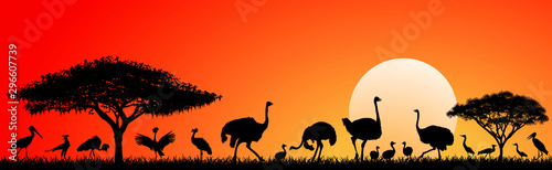Birds of the savannah.Wild birds of the African savannah against the sky and the sun. Silhouettes of different birds. Wildlife of Africa. Sunset in the savannah 