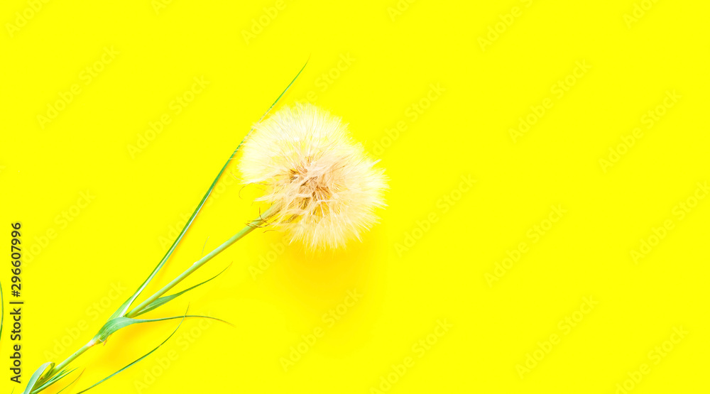 Creative yellove background with white dandelions inflorescence. Concept for festive background. Close-up,copy space.