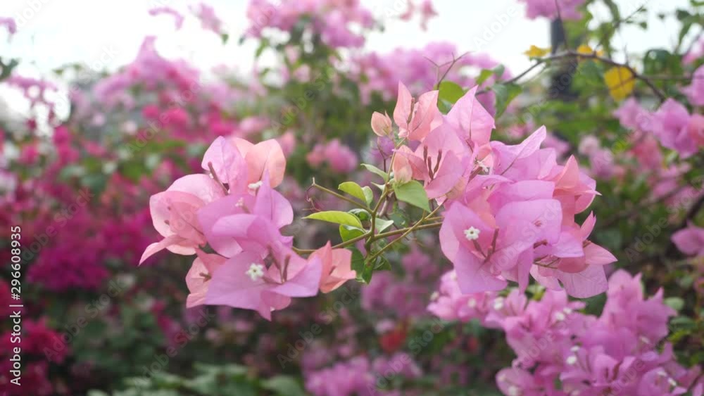 A Pink Flowers of Bougainvillea Tree in the Tropical Park, Slow A Pink Flowers of Bougainvillea Tree in the Tropical Park, Slow