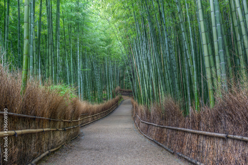Kyoto, foresta di bamboo