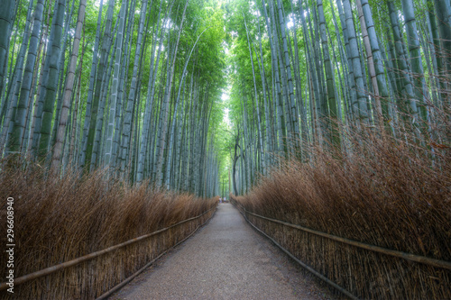 Kyoto,foresta di bamboo
