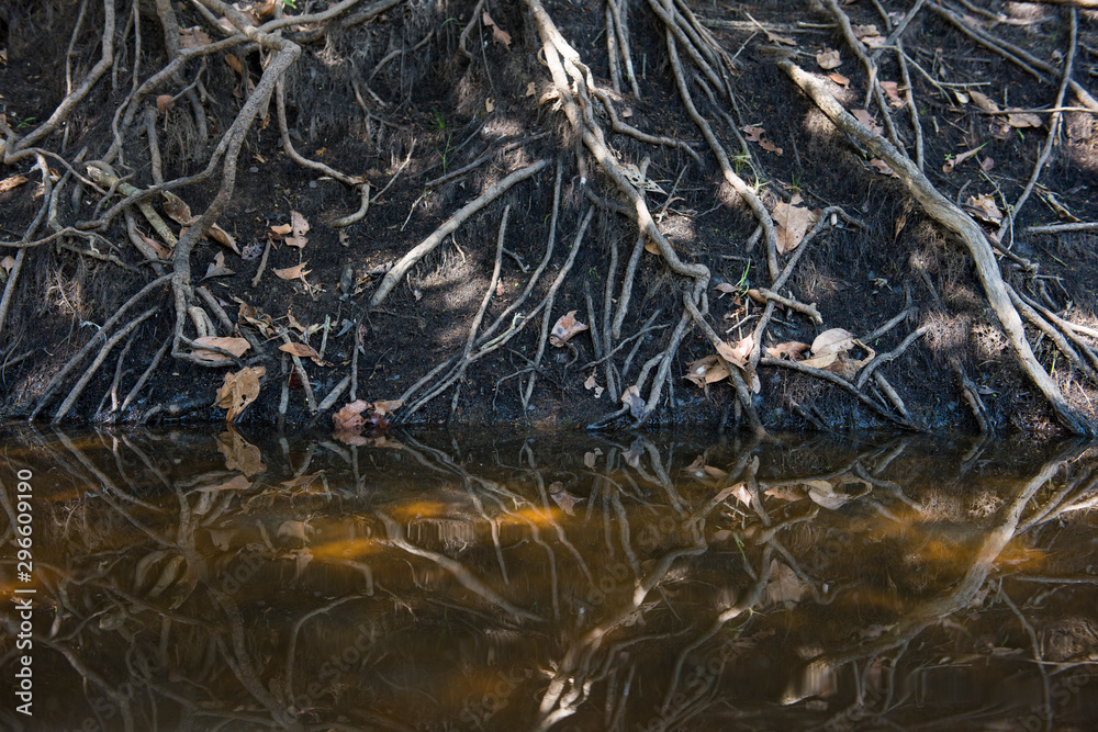 Tree roots out in the ground in the riverside at Pantanal, in Mato Grosso do Sul, Brazil Tree roots out in the ground in the riverside at Pantanal, in Mato Grosso do Sul, Brazil