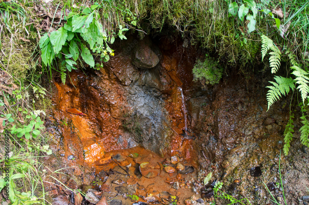 Fototapeta premium Mineral orange spring flows from the earth. There is a lot of iron in the water.