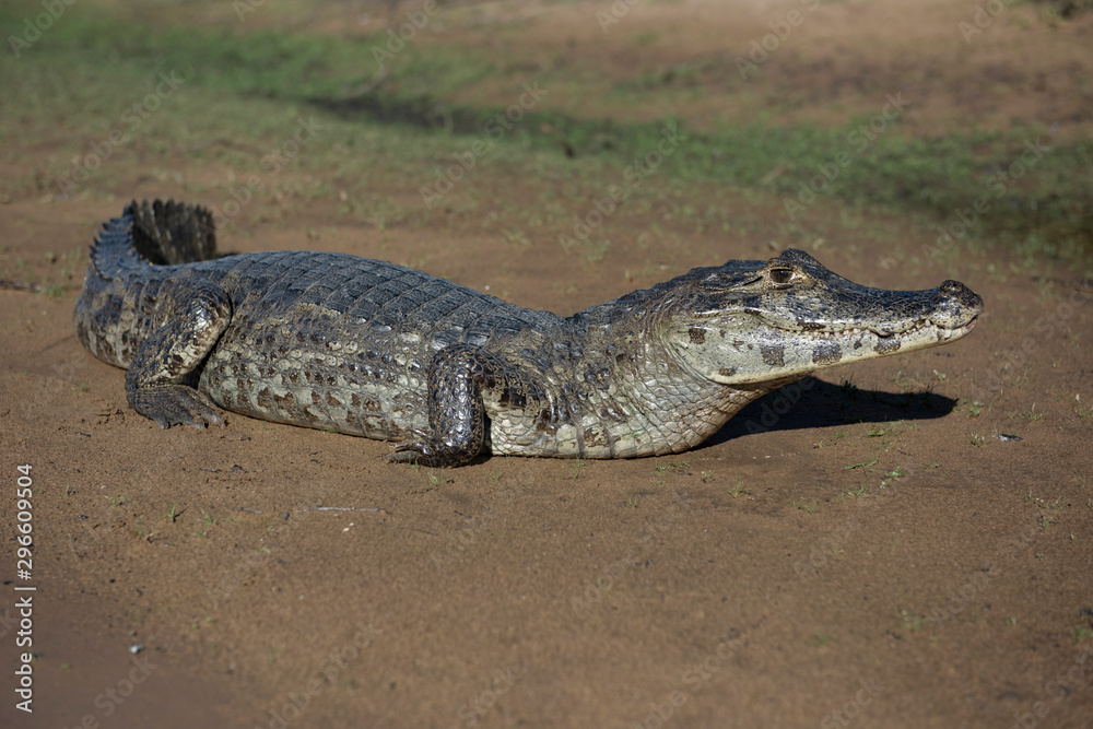 Fototapeta premium Alligator in the Brazilian wetlands, know as Pantanal, during a sunny day