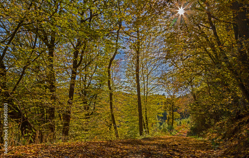 Mit buntem Laub bedeckter Waldweg im Herbst.