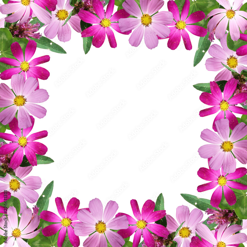 Beautiful flower background of clover and kosmeya. Isolated