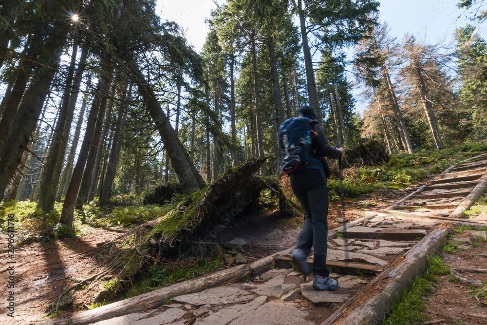 girl tourist in the woods, in the mountains. girl tourist in the woods, in the mountains.