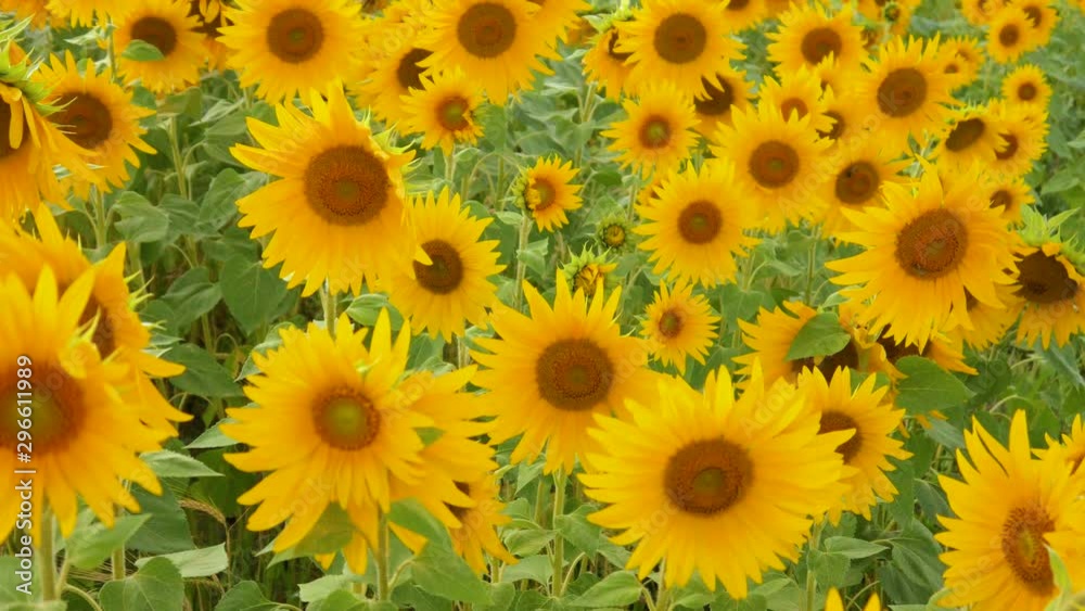 Sunflower field. Sunflowers in the field close-up Sunflower field. Sunflowers in the field close-up