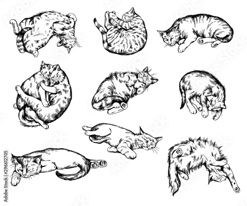 Hand drawn realistic sleeping cat vector set.