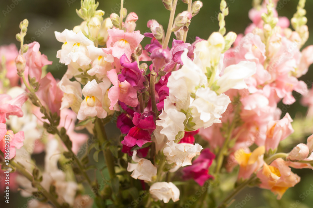 colorful flowers colorful flowers
