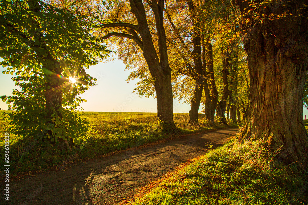 Naklejka premium Herbst - Autumn - Avenue - Linden - Allgäu