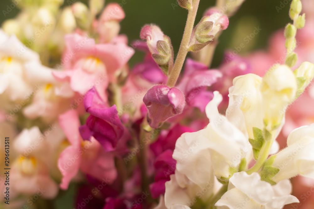 Fototapeta premium colorful flowers