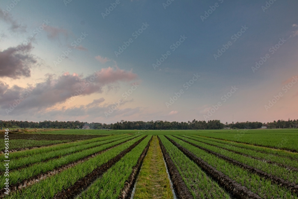 Extensive onion fields with beautiful sky. Location in Bantul Yogyakarta