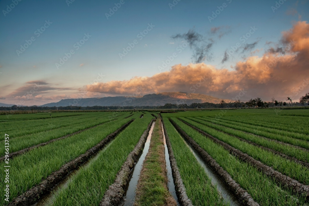 Extensive onion fields with beautiful sky. Location in Bantul Yogyakarta