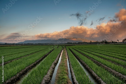 Extensive onion fields with beautiful sky. Location in Bantul Yogyakarta