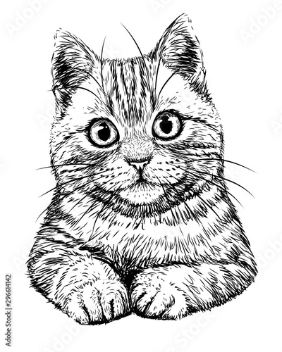 Cat. Graphic, hand-drawn, black and white sketch of a cat on a white background.