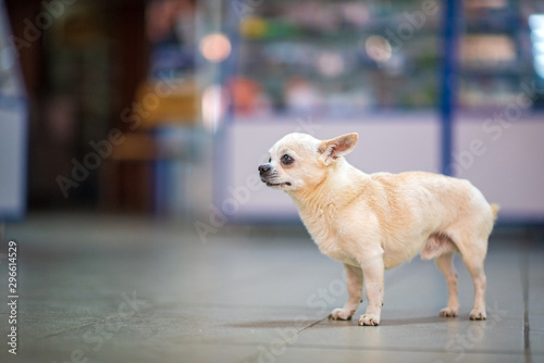 Chihuahua breed dog at the store premises.