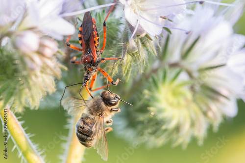 Assassin bug (Rhynocoris iracundus) eating a honey bee (Apis mellifera) on a purple flower.Macro of black and red assassin bug (Rhynocoris iracundus).  © ihorhvozdetskiy