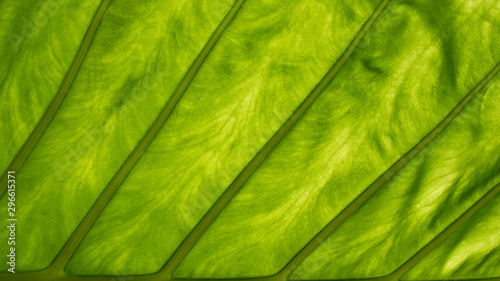 Large, detailed foliage of a section of taro leaf or elephant ear leaf, showing lines, vascular tissues and laminas. Back lit tropical leaf texture, vibrant green abstract background with copy space.