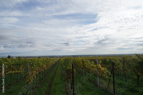 Landschaft der Südlichen Weinstrasse (Blick von Rhodt unter Rietburg)