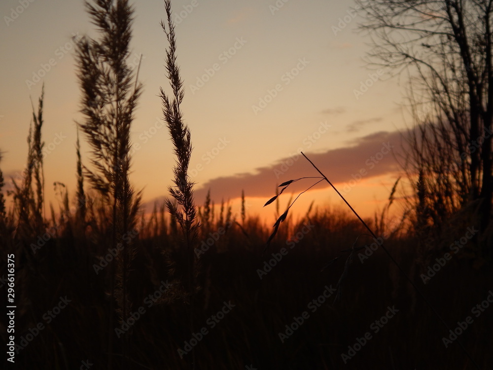 sunset over wheat field