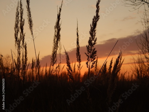 sunset over wheat field