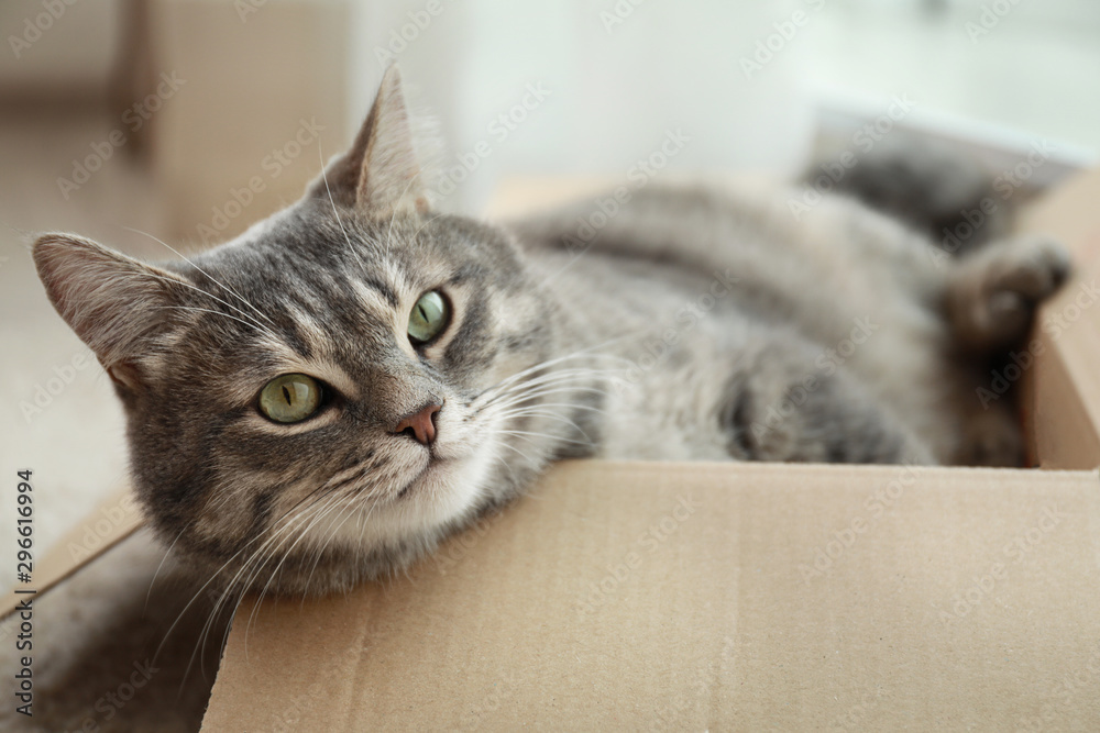 Cute grey tabby cat in cardboard box on floor at home - obrazy, fototapety, plakaty 