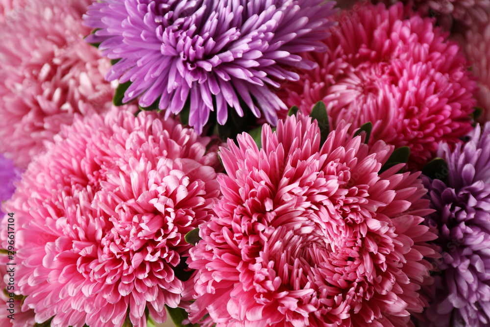 Beautiful aster flowers as background, closeup view