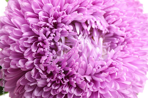 Beautiful violet aster flower on white background, closeup