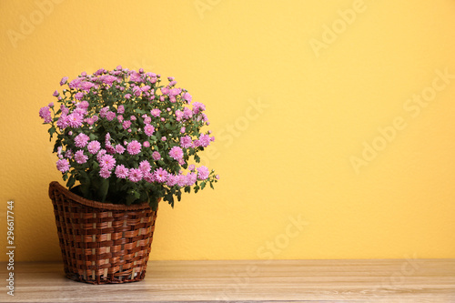 Fototapeta Naklejka Na Ścianę i Meble -  Basket with pink chrysanthemum flowers on wooden table against yellow background. Space for text