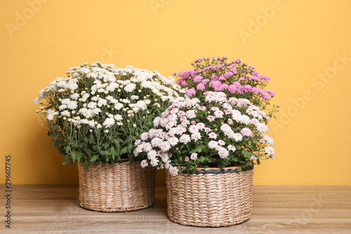 Fototapeta Naklejka Na Ścianę i Meble -  Beautiful fresh chrysanthemum flowers on wooden table against yellow background