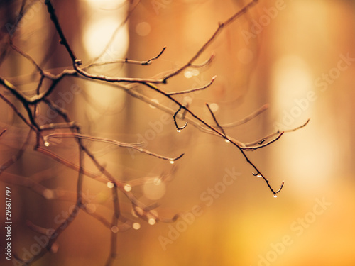 closeup of tree branch with drops of water on sunny orange nature background