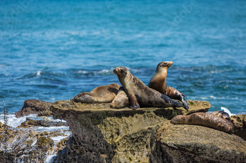 A group of California Sea Lions sunning themselves on the rocks at La Jolla Cove in La Jolla, California, USA in summer