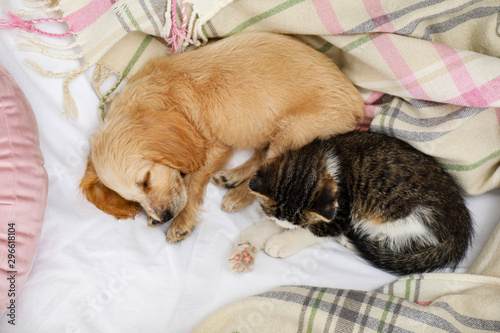 Adorable little kitten and puppy sleeping on bed, top view