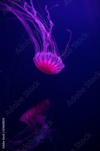 jellyfish in a deep dark blue water