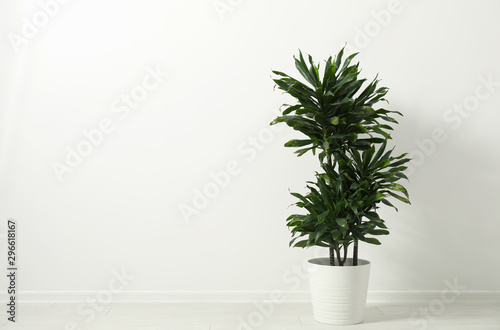 Tropical plant with lush leaves on floor near white wall. Space for text