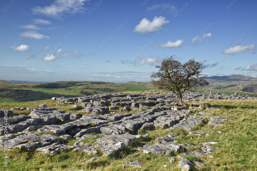 landscape with blue sky, an isolated Hawthorne tree on a limestone pavement in the Yorkshire Dales