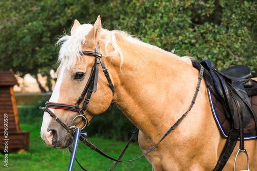 Palomino horse in bridle at green park © New Africa