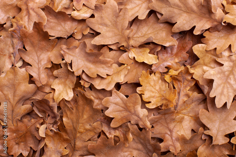Fallen autumn leaves as background. Top view