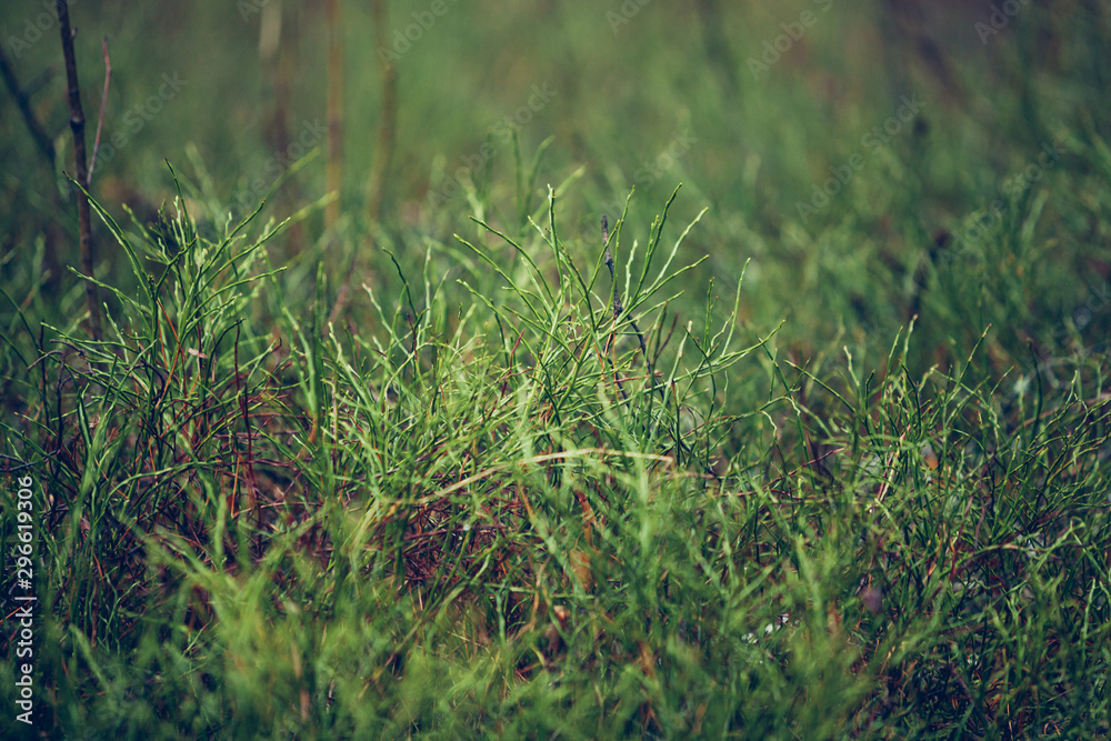 green grass in the wind green grass in the wind
