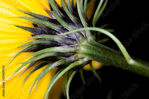 Helianthus salicifolius, common names willowleaf sunflower and column flower native to North America, macro with shallow depth of field  photo