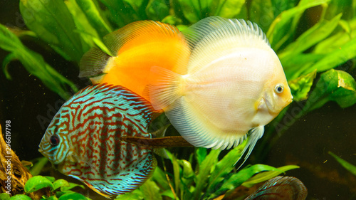 Discus fish group (Symphysodon aequifasciatus) in front of green plants.