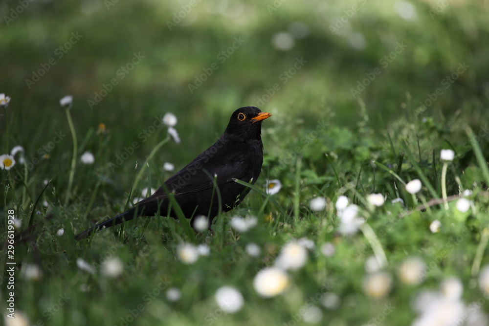 Fototapeta premium Amsel