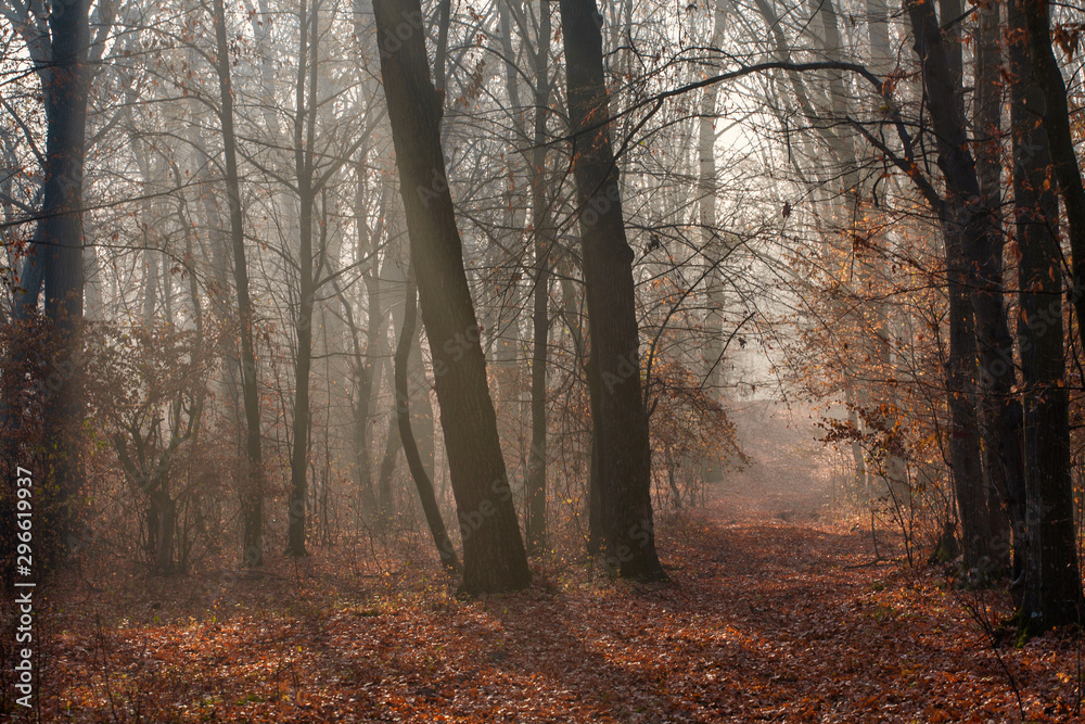 autumn forest and trees with colorful leafs