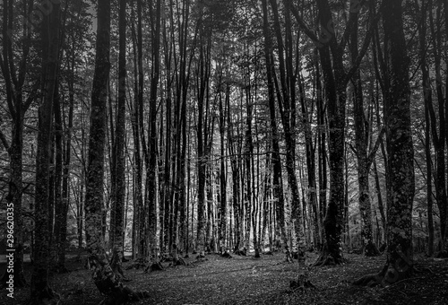 The Dark Beech Forest. B W processing in lightroom.  At sunset.