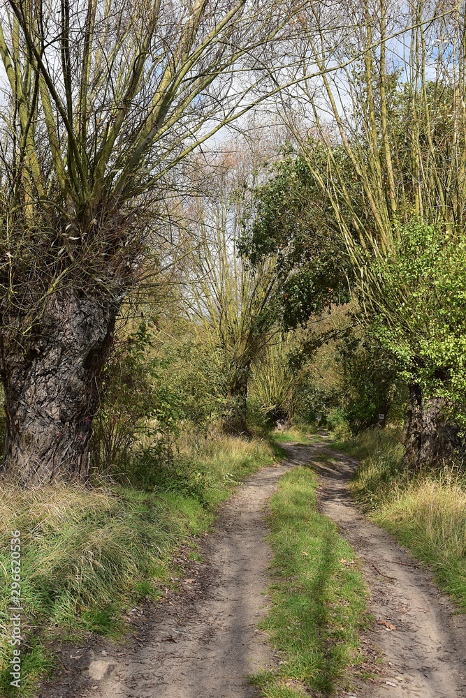 Fototapeta premium Droga w lesie