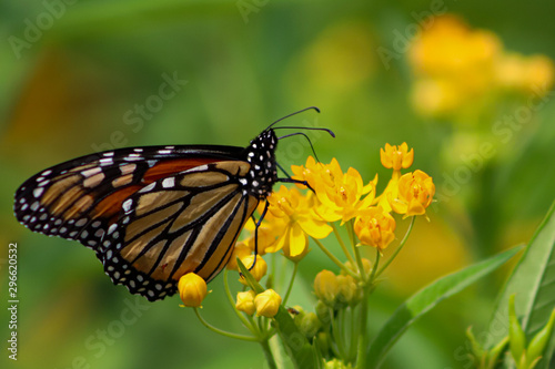 Monarch butterfly sits atop yellow wildflowers © Dan