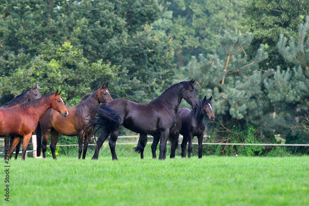 Fototapeta premium Herd of horses observing in the pasture.